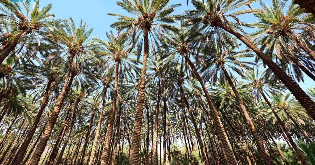 AlUla Palm Farms Produce Over 116,000 Tons of Dates Annually