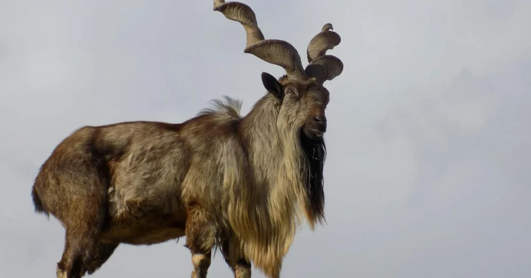Pakistan’s Iconic Markhor Threatened with Extinction