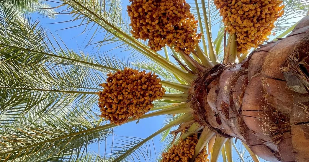 Qassim’s Palm Trees: A Vital Economic Pillar of Vision 2030