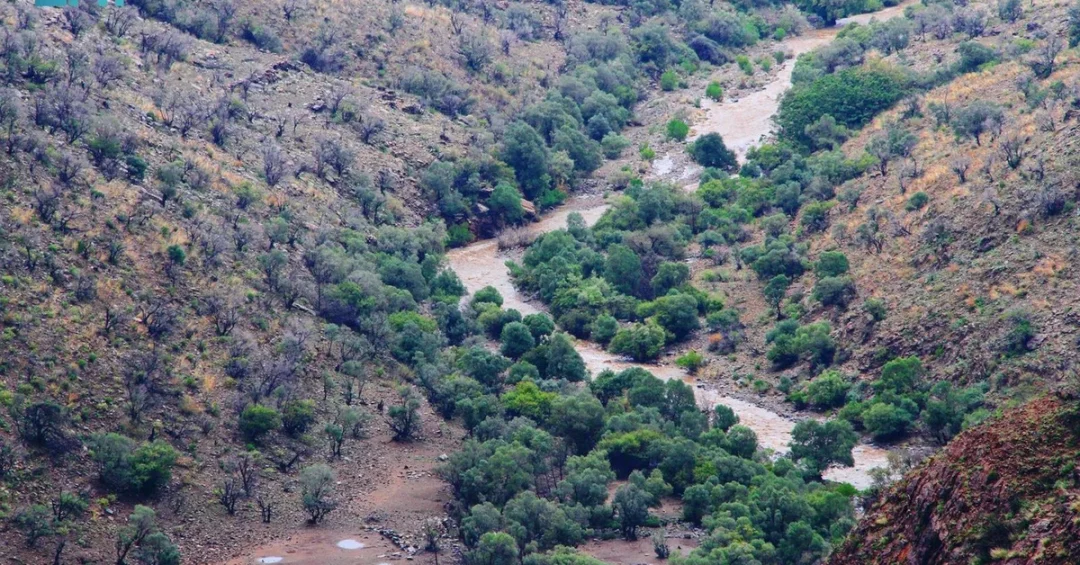 Al-Atam: A Resilient Tree with Deep Roots in Saudi History