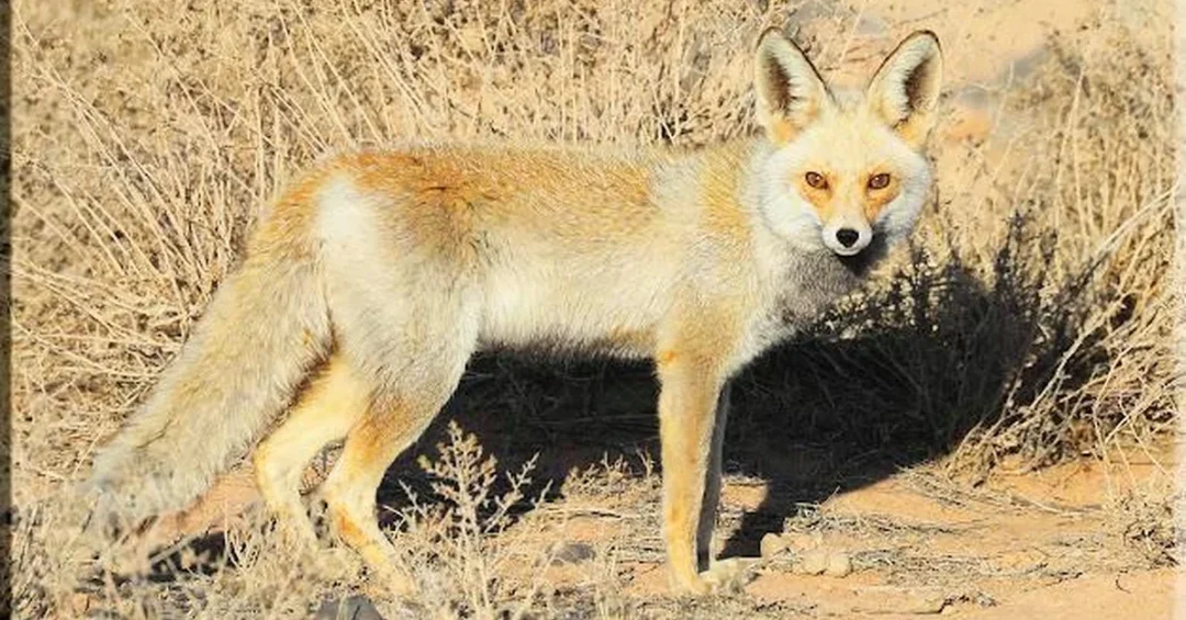 Predators Maintain Ecological Balance in King Salman Royal Reserve
