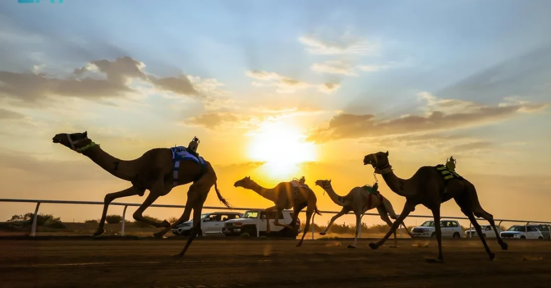 Crown Prince Camel Festival Breaks Record with SAR481M in Camel Value