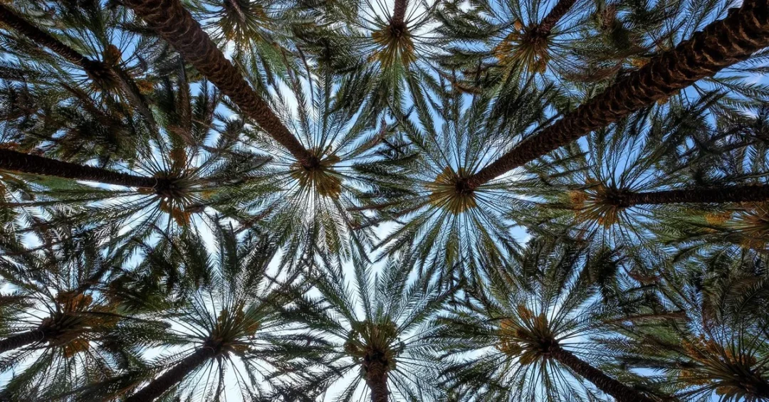 Royal Commission for AlUla Launches Dates Season Tomorrow
