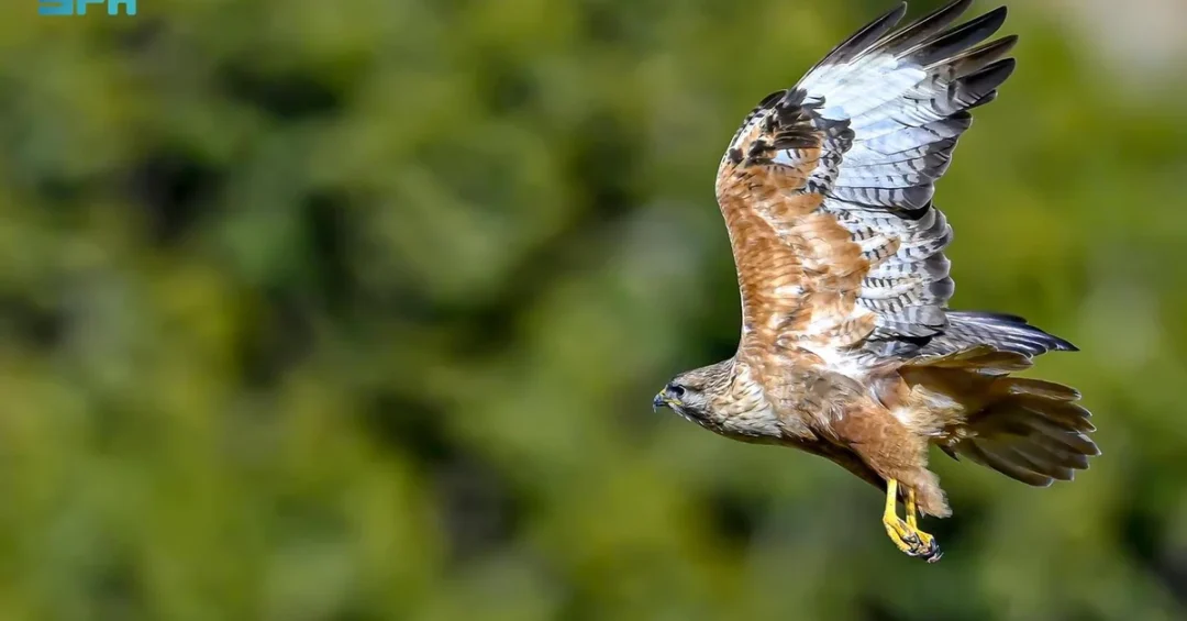 Aseer Region’s Avian Biodiversity: A Sanctuary for Migratory Birds