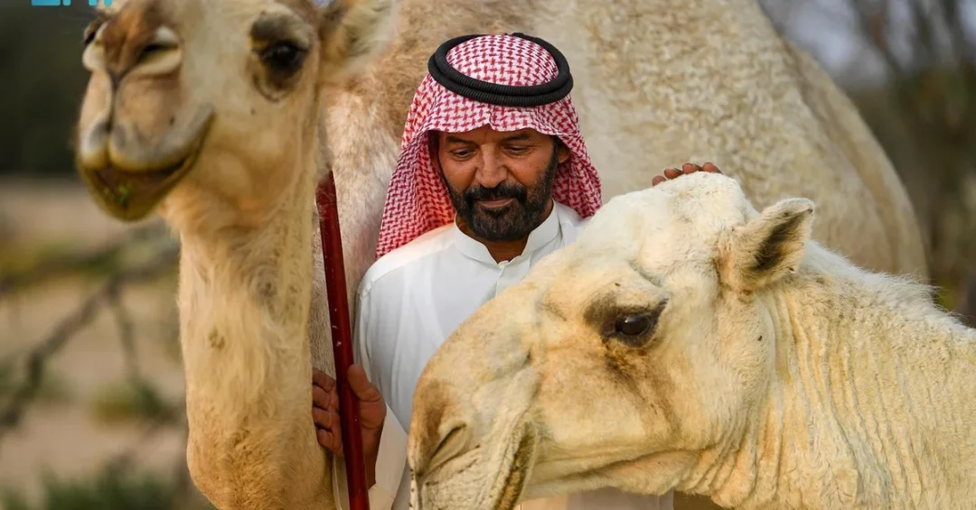 Unbreakable Bond: Camels and Owners Forge Lifelong Loyalty in Saudi Arabia