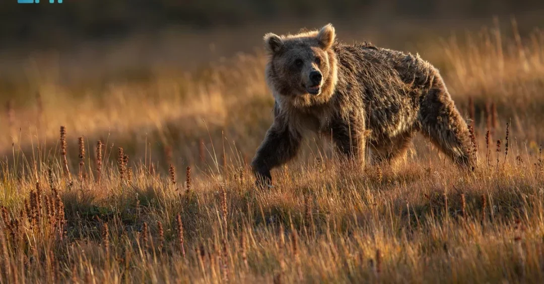 Pakistan Intensifies Conservation of Himalayan Brown Bears