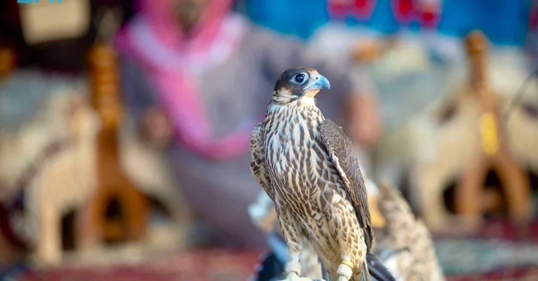 Falconry Tradition Revives in Turaif Under Saudi Vision 2030