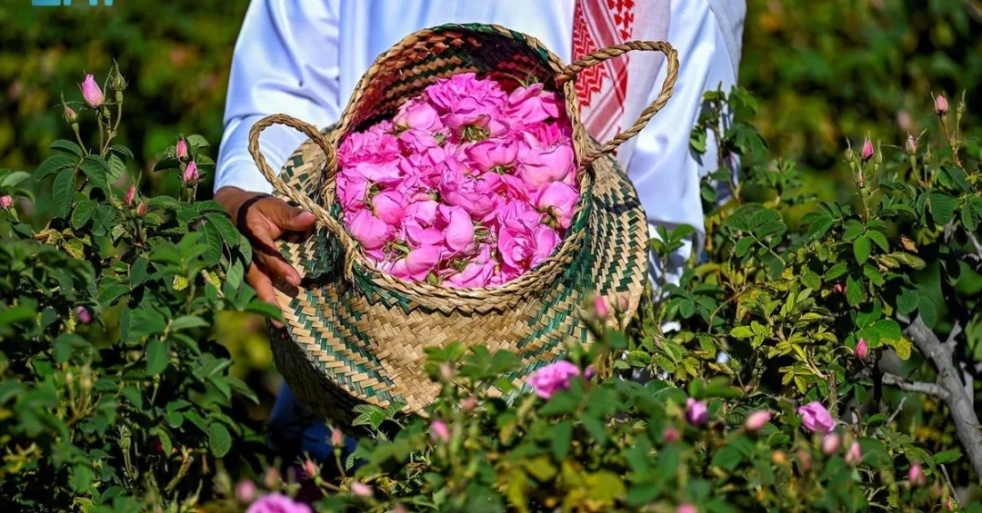 Saudi Arabia Localizes Rose Cultivation to Meet Demand and Boost Exports