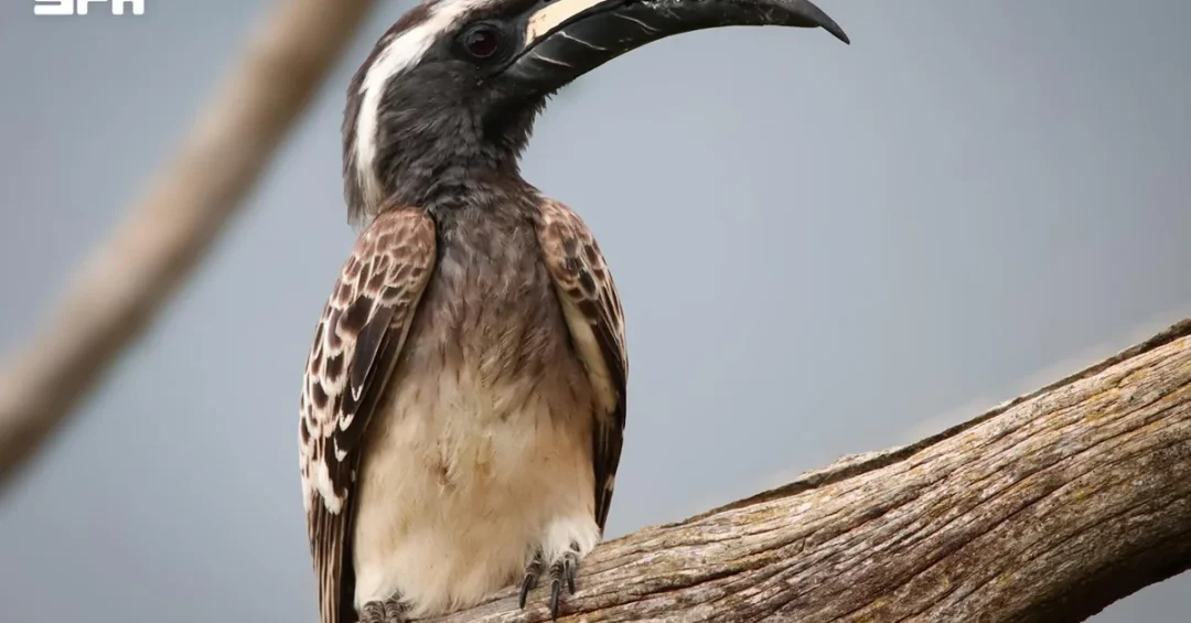 African Grey Hornbill Highlights Jazan Region’s Rich Biodiversity