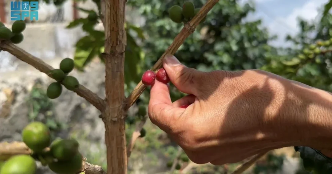 Saudi Reef Field Trip Boosts Coffee Quality in Jazan Farms