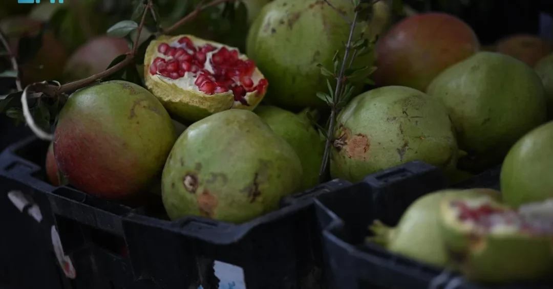 Pomegranates Herald Autumn in Aseer with Abundant Harvest