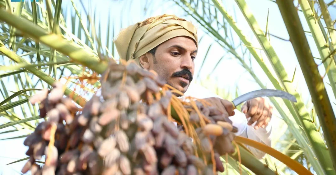 Date Palm Cultivation: A Cornerstone of AlUla’s Economy