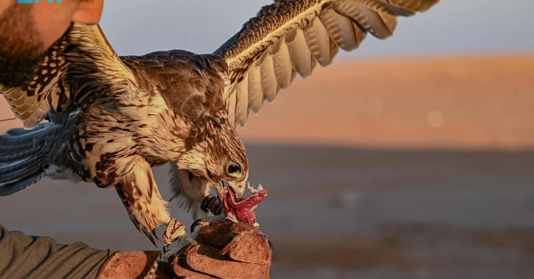Falconers Flock to Northern Borders Deserts for Annual Hunting Season