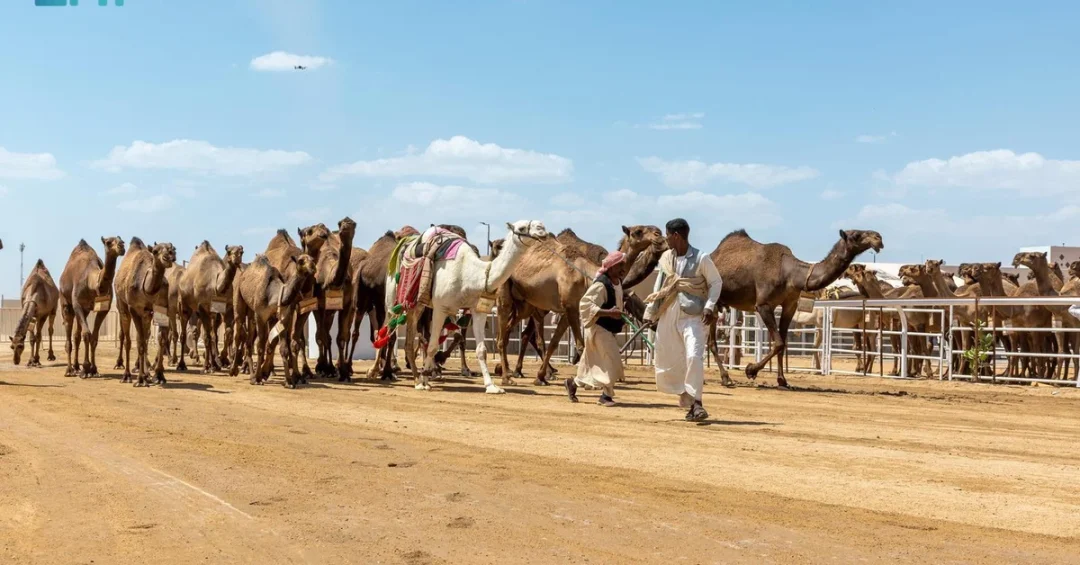 Taif Camel Festival Showcases Heritage, Boosts Saudi Economy