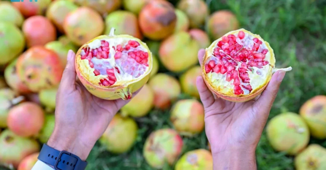 Al-Baha Farmers Harvest Unique Pomegranates for Annual Festival