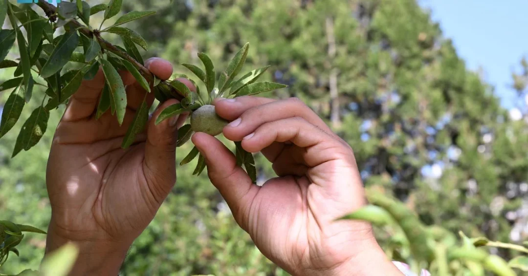 Saudi Arabia Opens Investment for Almond City in Al-Mandaq, Al-Baha