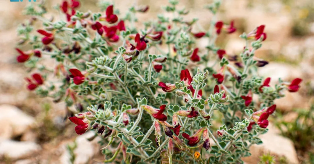 Wild Lotus Returns to Saudi Valleys After Near Extinction