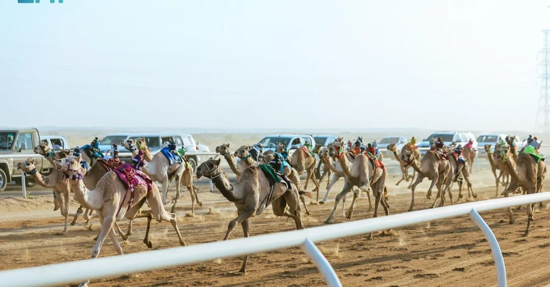 Saudi Camel Owners Sweep SCRF Cup Opener in Najran