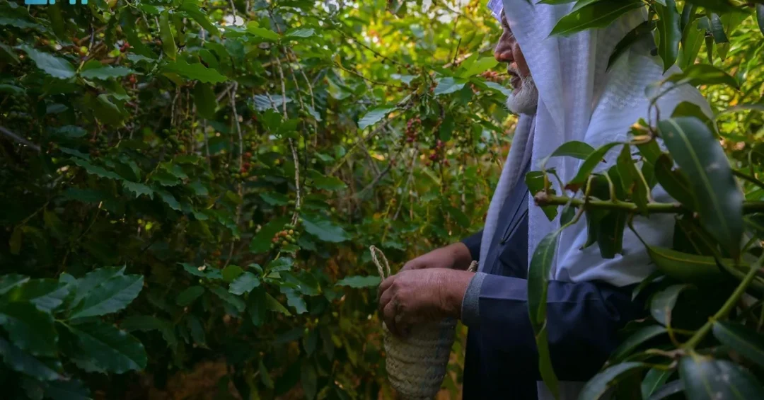 International Coffee Day Highlights Saudi Arabia’s Premium Shadwi Coffee