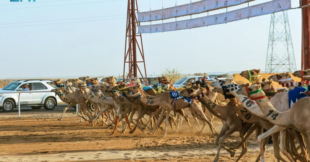 Riyadh Book Fair 2024 Explores Camels’ Role in Arab History and Culture