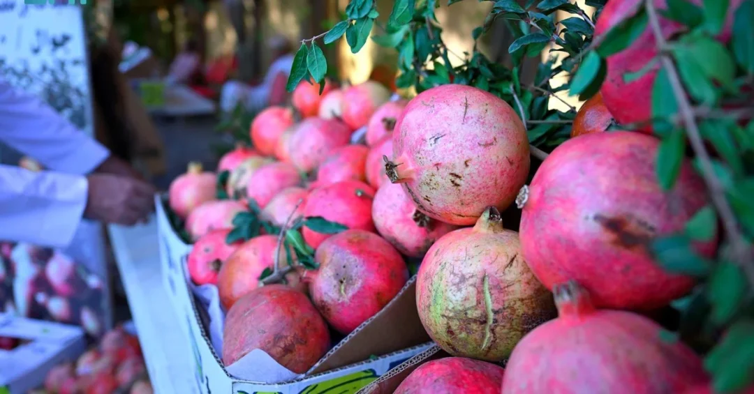 Fourth Annual Pomegranate Festival Opens in Aseer Region
