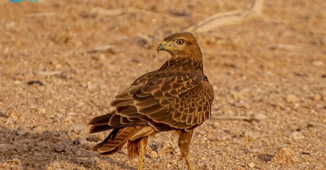 SPA Captures Migratory Birds in Northern Borders Region