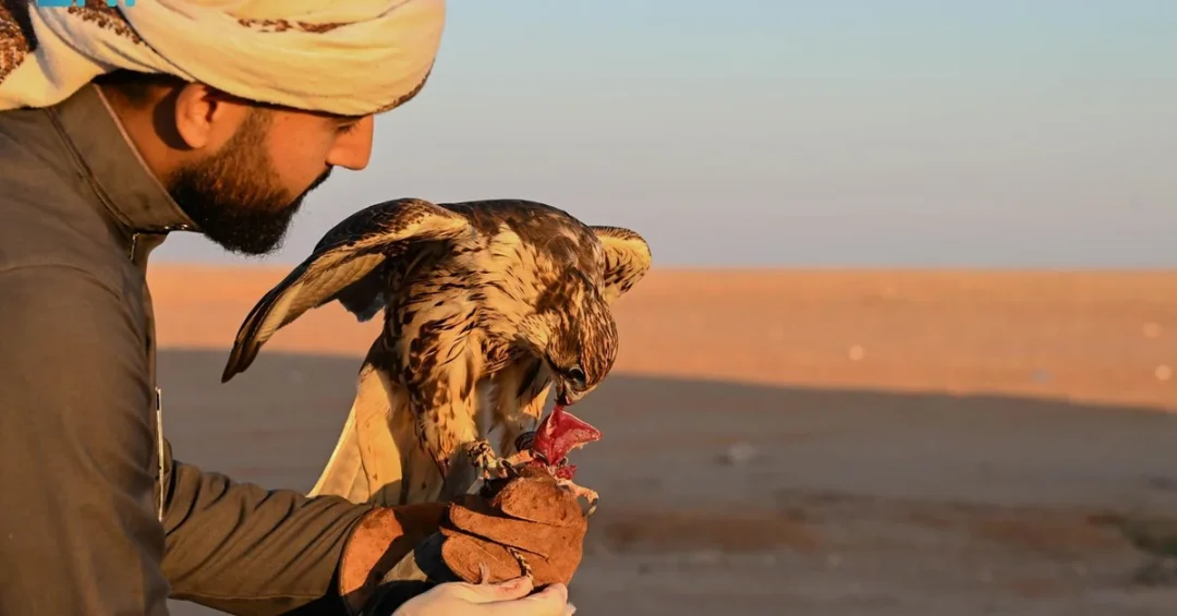 Falconers Train Falcons with Melwah Technique as Hunting Season Opens