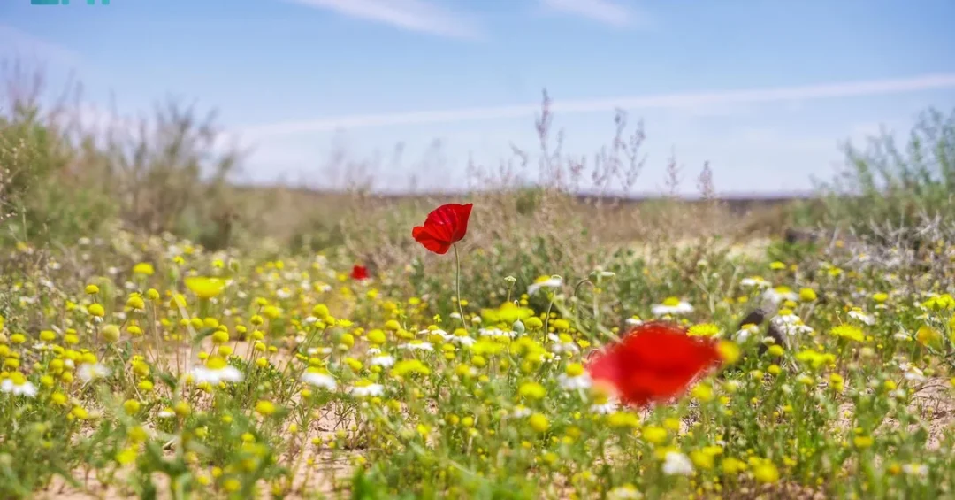 Saudi Royal Reserve Marks Arab Environment Day with Major Conservation Success