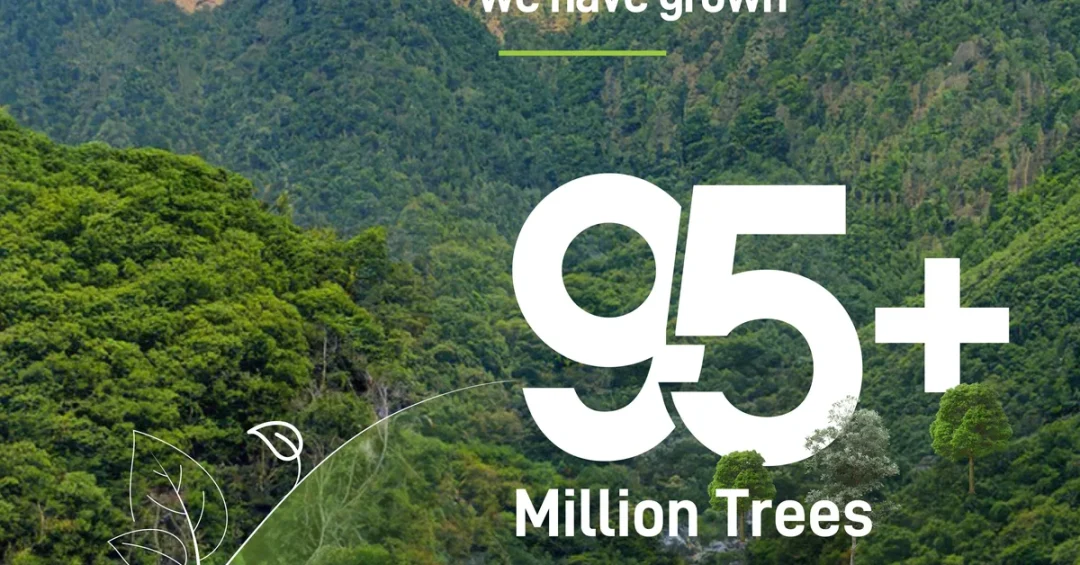 Over 95 Million Trees Planted in Saudi Arabia Since 2021 Green Initiative