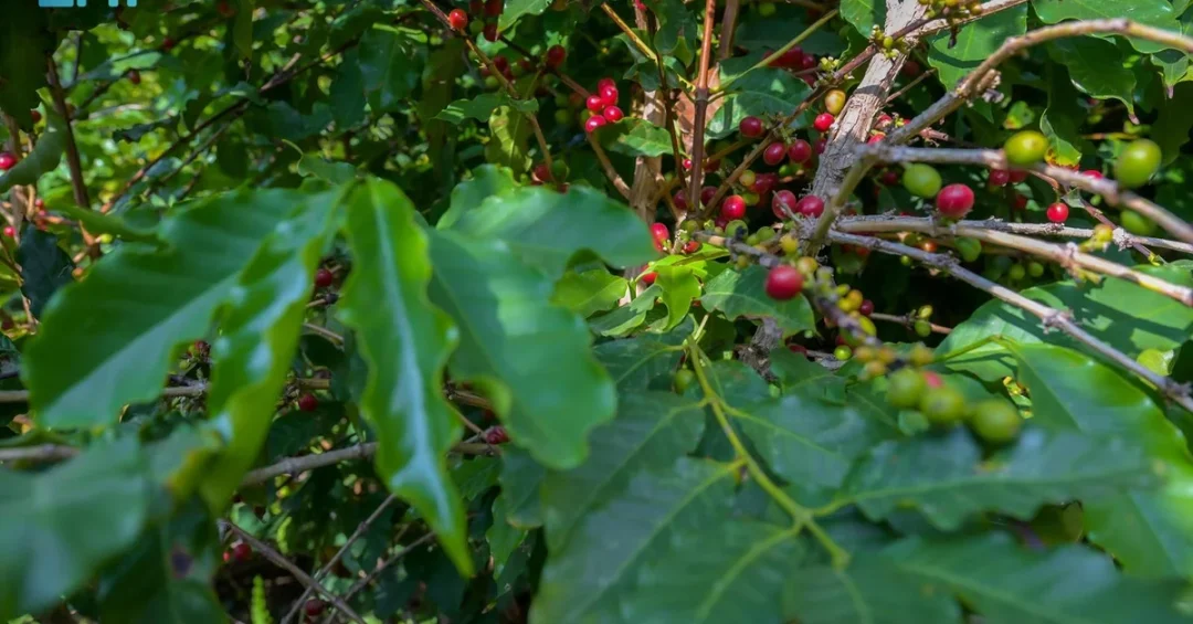 Shadwi Coffee Cultivation Thrives in Shada Mountains with Vision 2030 Support