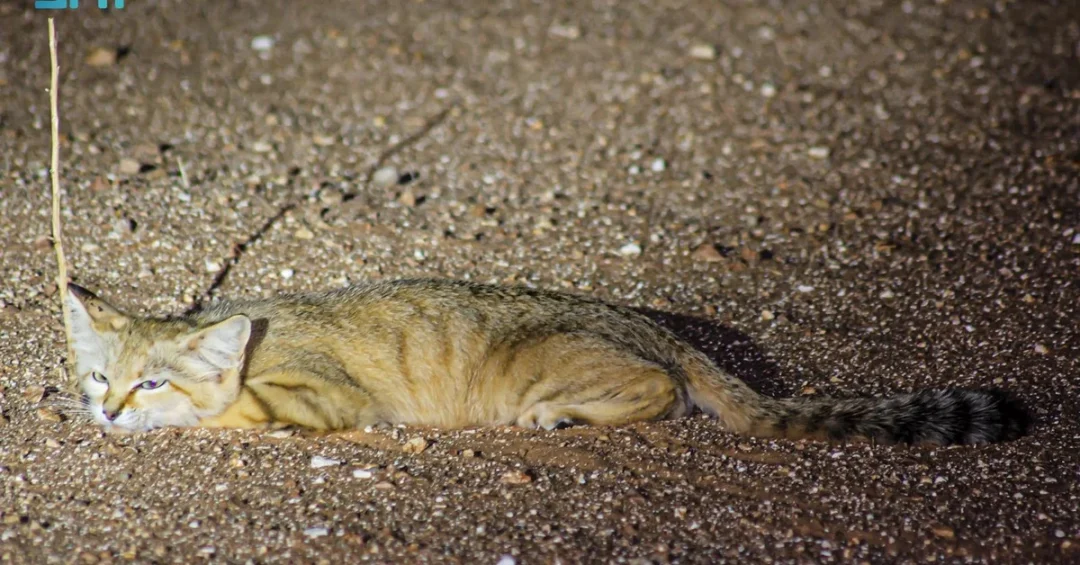 Rare Sand Cat Spotted in Saudi Arabia’s Northern Borders Region