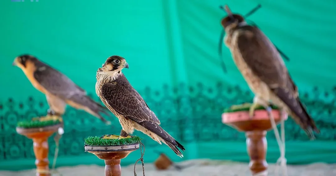 Beyond the Hunt: Falconry’s Poetic Legacy in Saudi Arabia