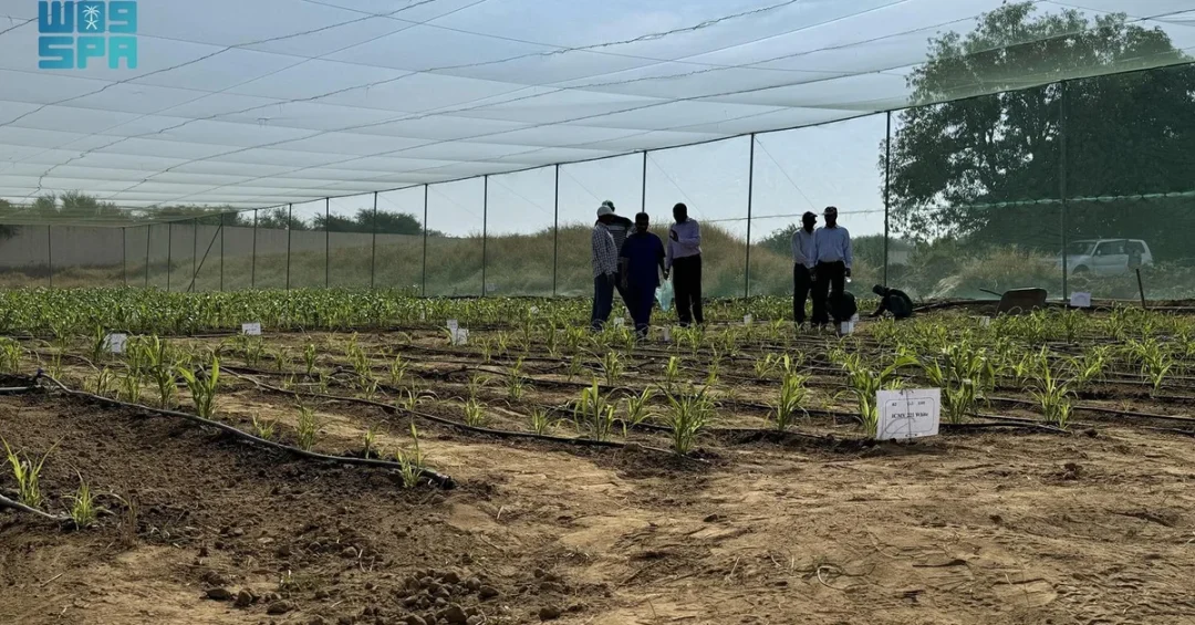 Reef Saudi Initiative Boosts Rainfed Crop Productivity in Jazan