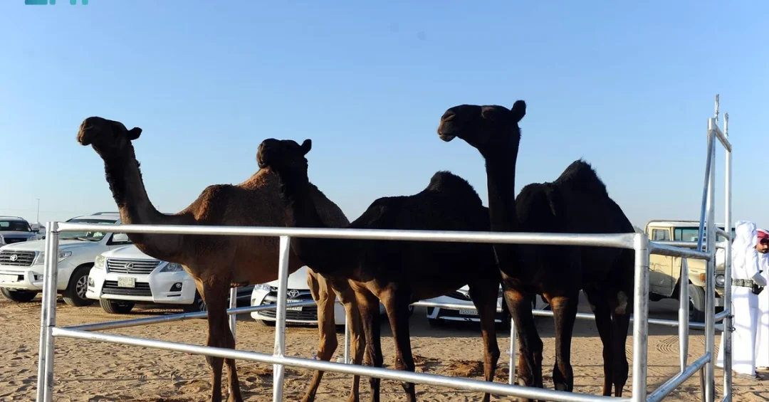 Najran Camel Auction Festival Opens with Strong Turnout