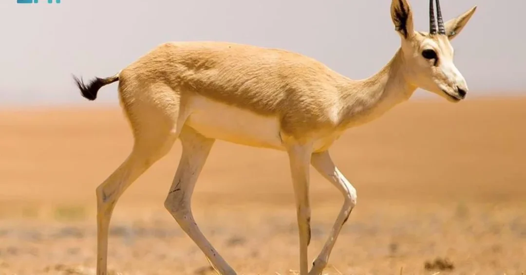 KSRNR Reports Successful Breeding of Arabian Sand Gazelles in Saudi Reserve