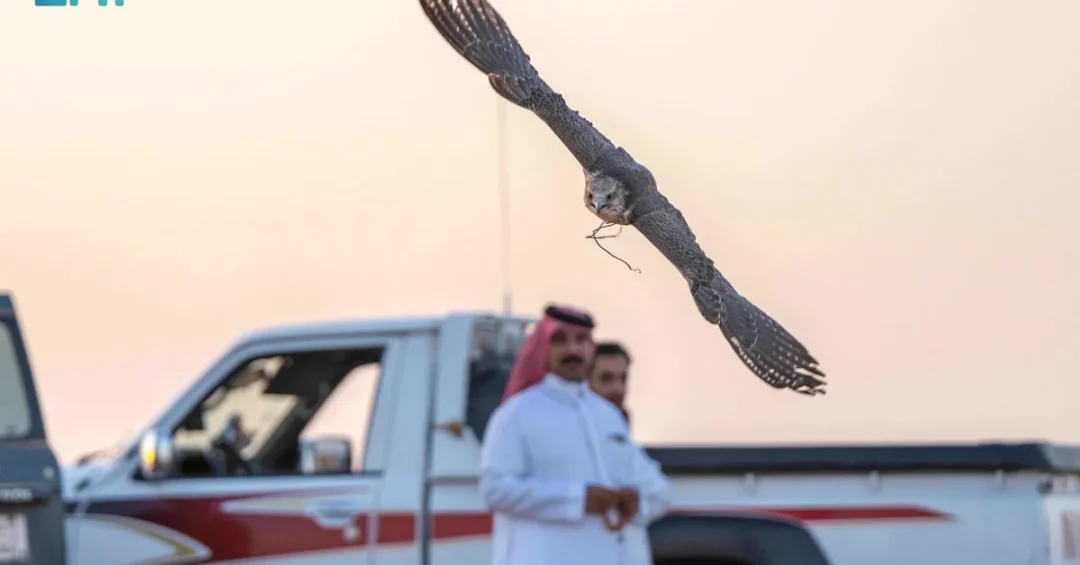 Falconers in Rafha Prepare Birds for Hunting Season with Traditional Training