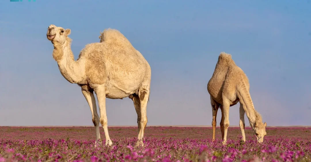 Northern Borders Region Hosts 7.55 Million Livestock, Bolstering Food Security