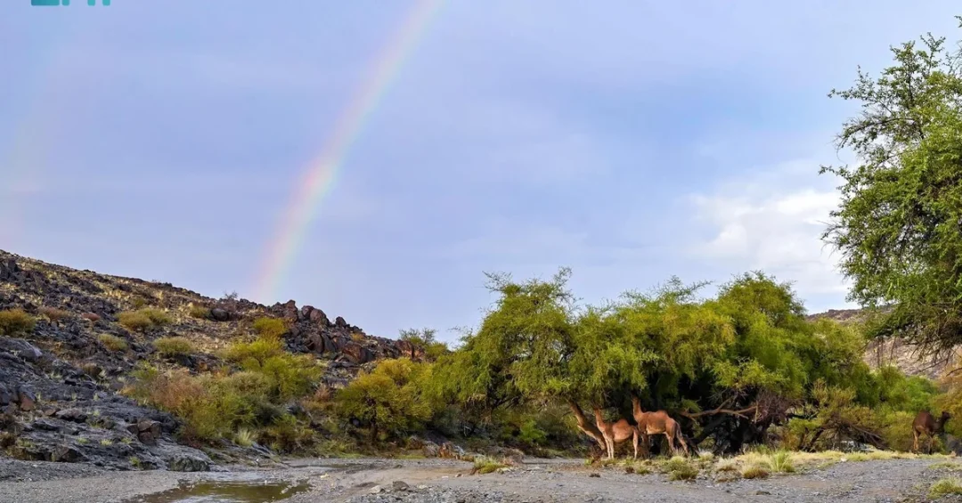 SPA Captures Stunning Natural Beauty of Valleys in Al-Baha Region