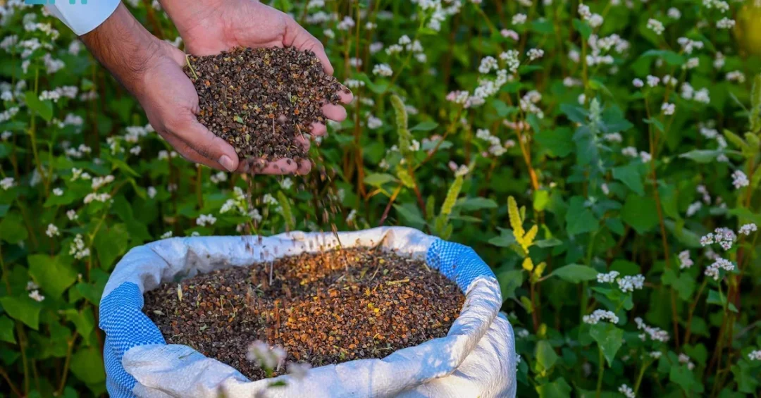 Al-Baha Engineer Pioneers Buckwheat Cultivation in Saudi Arabia