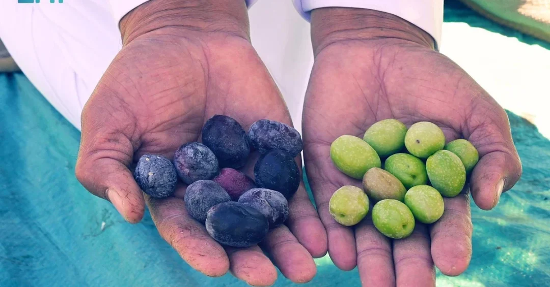 AlUla’s Olive Cultivation Thrives as New Agricultural Industry