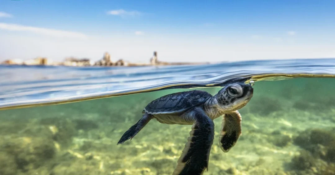 Saudi Arabia Discovers Largest Sea Turtle Nesting Site in Red Sea