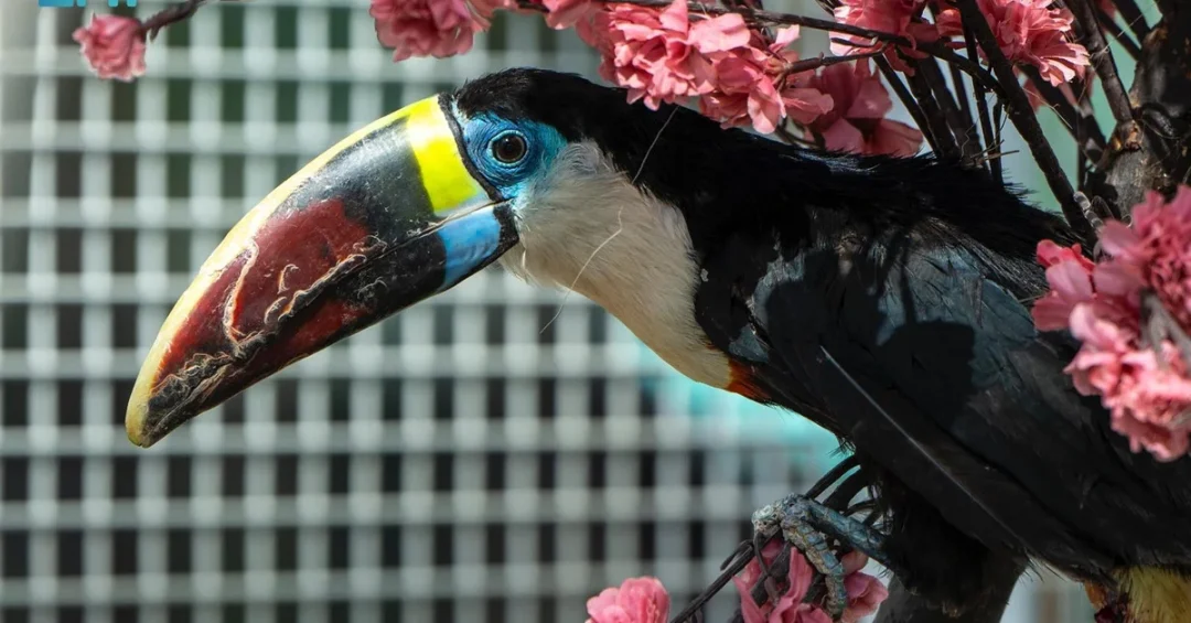 Riyadh Zoo Bird Show Enhances Family Experience at Riyadh Season 2024