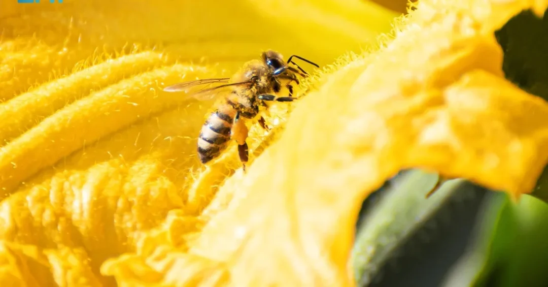 Dwarf Honey Bees Spotted in Saudi Arabia’s Northern Borders Region