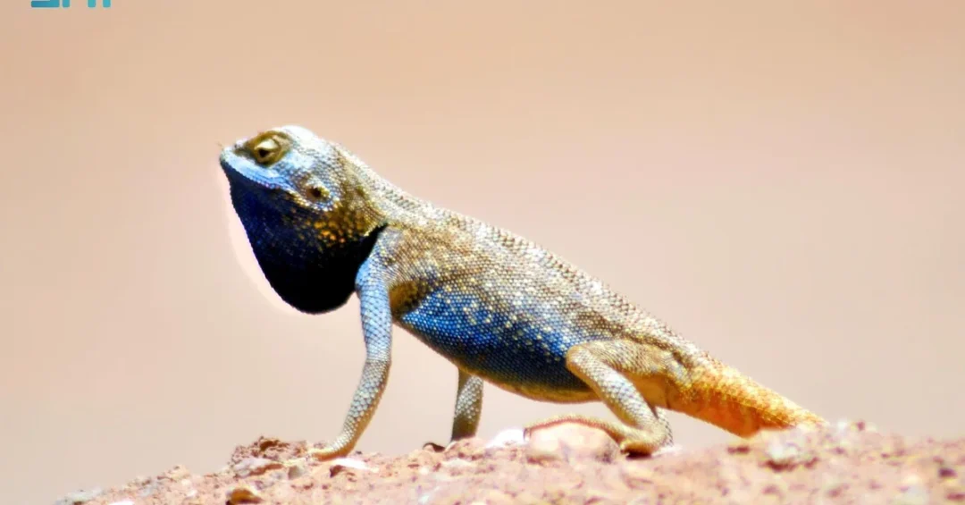 Rare Lizard Spotted in Northern Borders Highlights Biodiversity