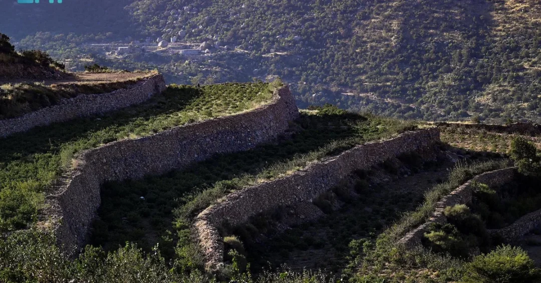 Taif Mountain Farms: A Model of Organic Agriculture in Saudi Arabia