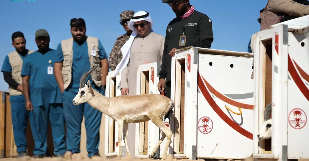 Saudi Arabia Releases 80 Endangered Animals into New Royal Reserve