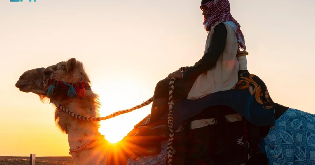 Saudi Arabia Forms National Camel Committee to Boost Heritage and Economy