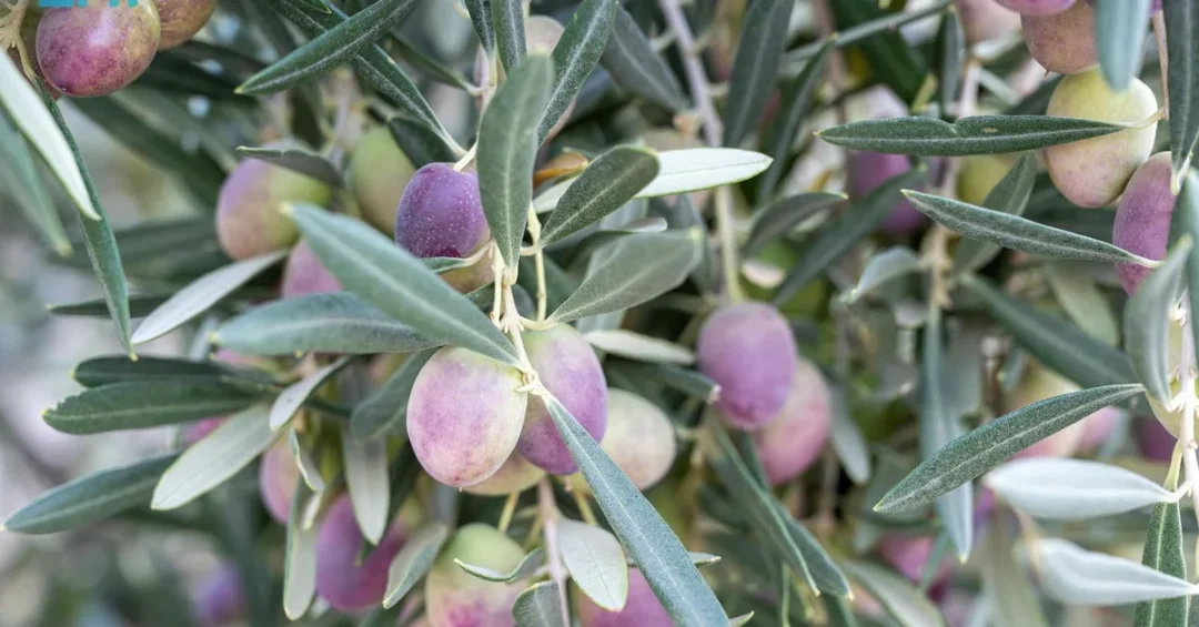 Tabuk Region Processes Olive Harvest from 1.8 Million Trees