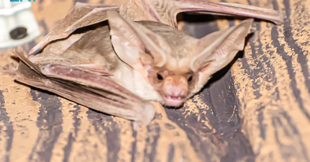 Rare Pallid Bat Spotted in Saudi Arabia’s Northern Borders Region