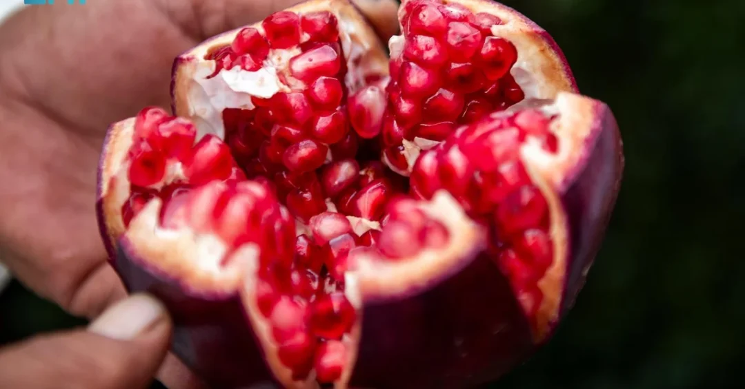 Taif’s Pomegranate Season Ends with Over 5,000-Ton Harvest
